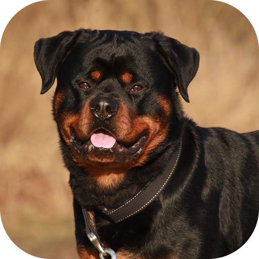 Rottweiler Dog Life Simulator 1.321