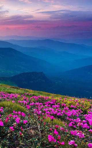 HD Mountain Flower Wallpaper скриншот 8