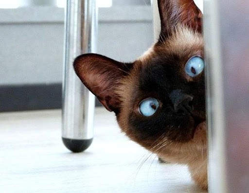 Funny Animal Pictures screenshot 4