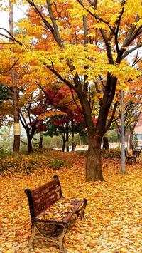 Beautiful Trees Wallpapers screenshot 4