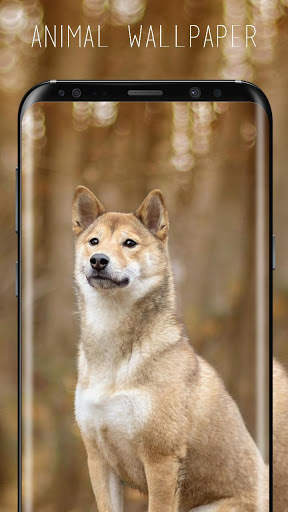 Real Wallpaper screenshot 5