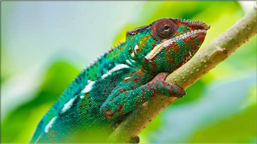 Animals Puzzles Jigsaw Collection screenshot 3