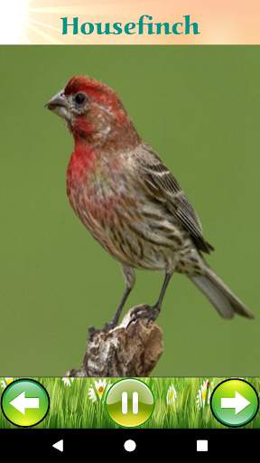 Bird Sounds 8 تصوير الشاشة