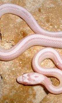 Snakes Wallpapers screenshot 2