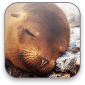 Seal Free Video Wallpaper 1.4