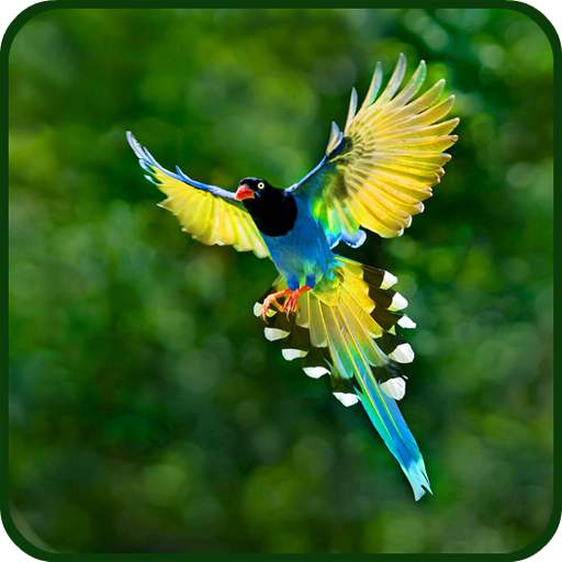 Birds Wallpapers 1.0