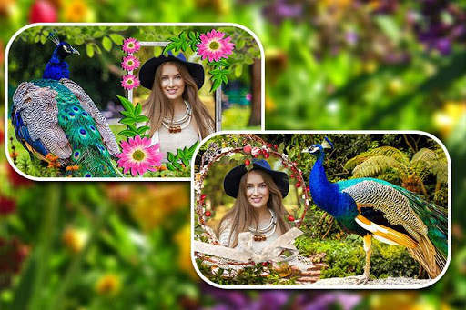 Peacock Photo Frames screenshot 12
