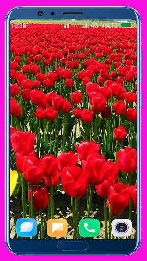 Tulips Flower Wallpaper Best 4K screenshot 10