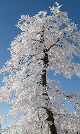 Winter Wallpapers HD (backgrounds & themes) screenshot 2