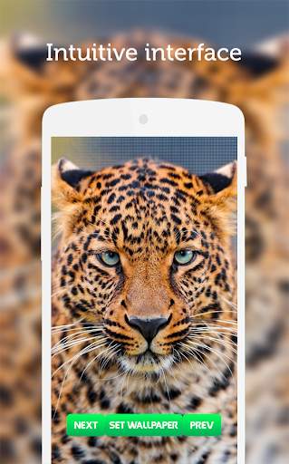 Leopard Wallpaper screenshot 2