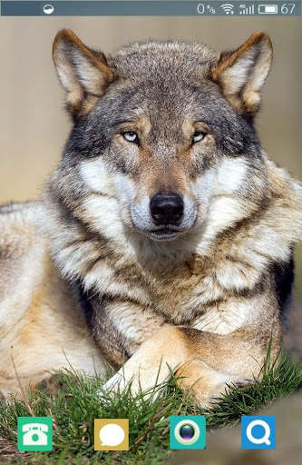 Wolf Wallpaper screenshot 3