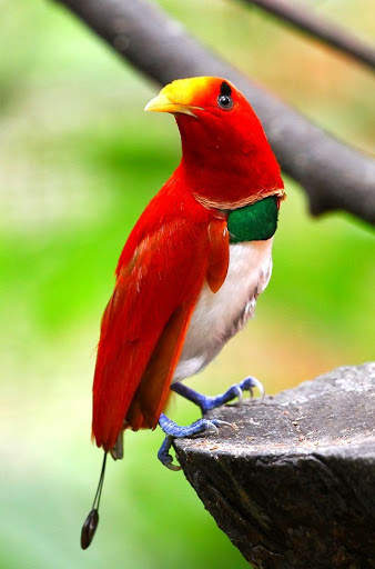 Paradise birds of Papua wallpaper screenshot 1