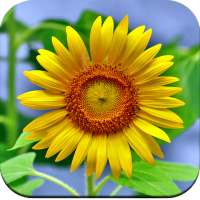 Sunflower Wallpaper HD icon