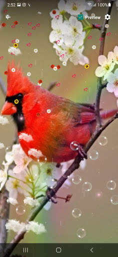 Bird Live Wallpaper screenshot 8