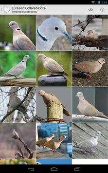 Bird Watcher screenshot 20
