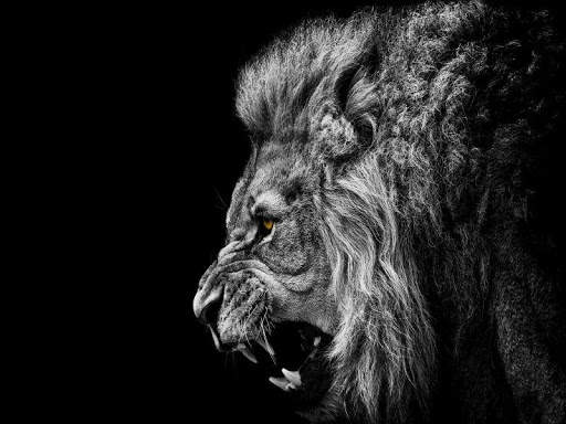 Lion HD Wallpaper 2020 screenshot 4