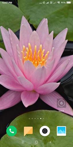 Lotus Wallpaper screenshot 4