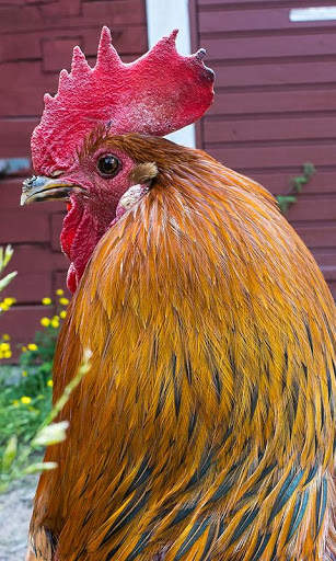 Cock Wallpaper screenshot 8