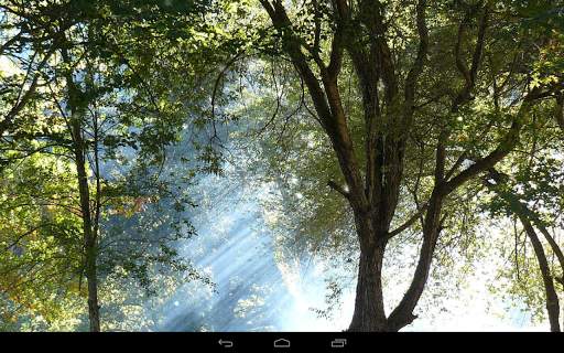 Foresta sfondo screenshot 12