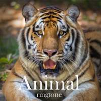 Animal Ringtones-Best Animal Ringtones on 9Apps