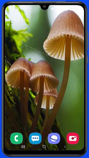 Mushroom Wallpaper Best HD screenshot 9