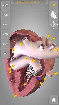 Heart 3D Anatomy Lite screenshot 3
