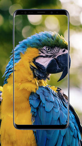 Parrot Wallpaper 3 تصوير الشاشة