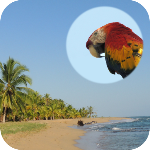 Camera collage icon