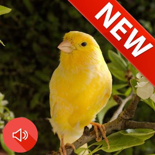 Canary Bird Sounds Real 2.0