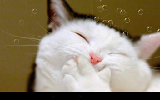 Funny Cat Live Wallpaper screenshot 4