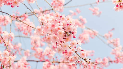 Pink Flowers Wallpaper screenshot 1