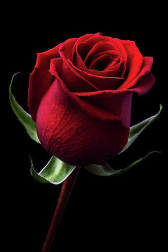 Red Roses Love GIF screenshot 5