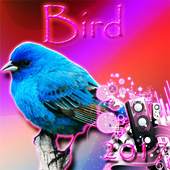 Bird Ringtones 2017 1.0
