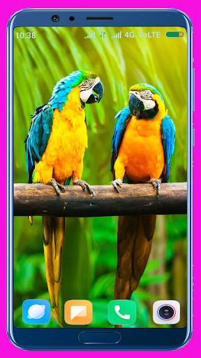 Parrot HD Wallpaper screenshot 4