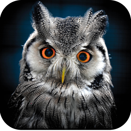 Owl Wallpaper 4K icon
