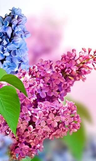 Lilac Flowers Live Wallpaper (Backgrounds) screenshot 2