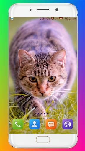 Cat Wallpaper HD screenshot 12