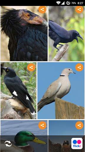 Birds Live HD Wallpapers screenshot 1