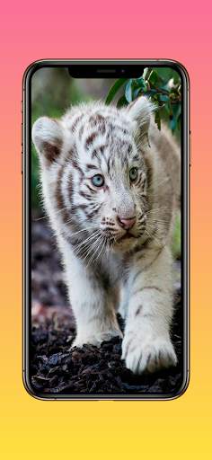 Lion Wallpapers, Cheetah Wallpapers & Panther Wall screenshot 4