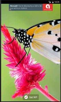 Cute Butterfly WPs screenshot 3