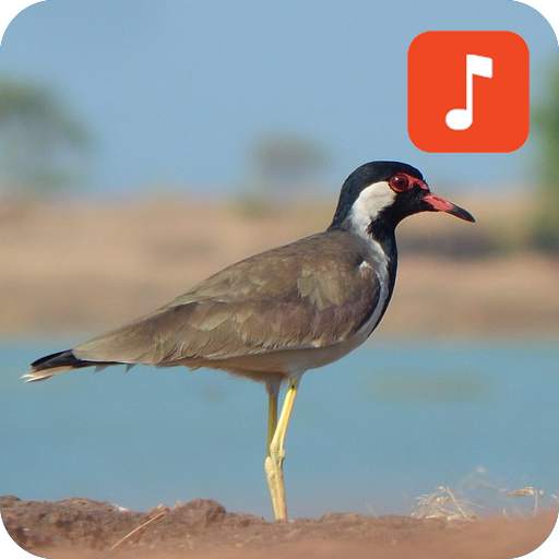 Red-wattled lapwing Bird Sounds 1.0.2