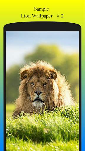 Lion Wallpaper HD Free screenshot 3