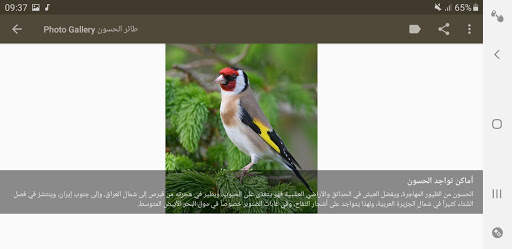 صوت الحسون اسمع واستمتع screenshot 8