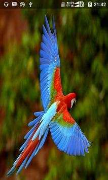 Bird Sound screenshot 1