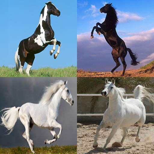 Horses Memory Game 3.0