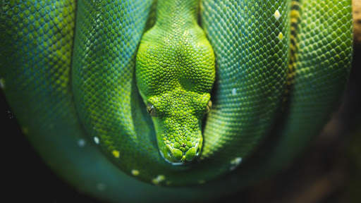 Snake Live Wallpaper screenshot 7