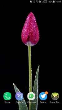 HD Tulip New Wallpaper screenshot 14