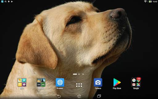 Labrador retrievers live wallp screenshot 5