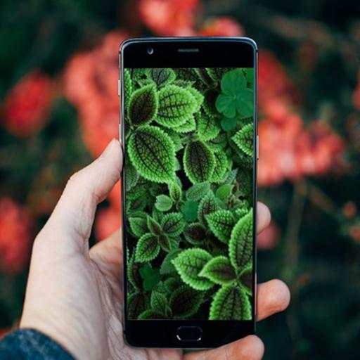 Beautiful Leaves Wallpaper screenshot 2