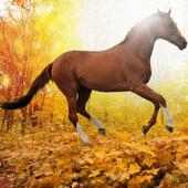  600 Sfondi Animali icon